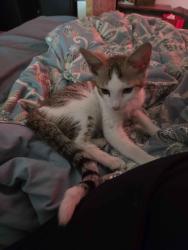 Found/Stray Unknown Cat last seen In front of Windsor apmts, Modesto, CA 95355