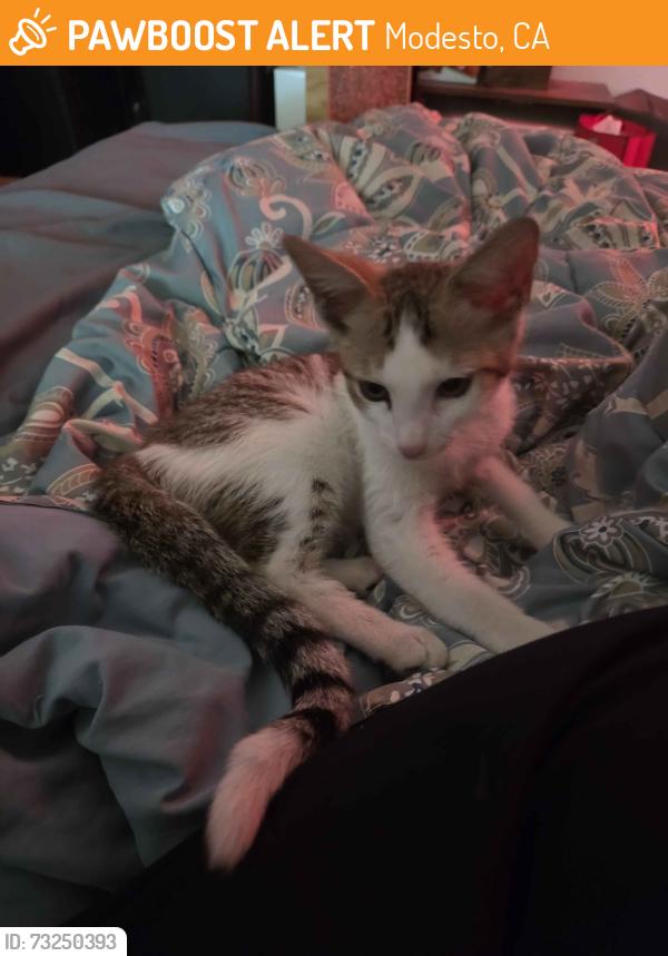 Found/Stray Unknown Cat last seen In front of Windsor apmts, Modesto, CA 95355