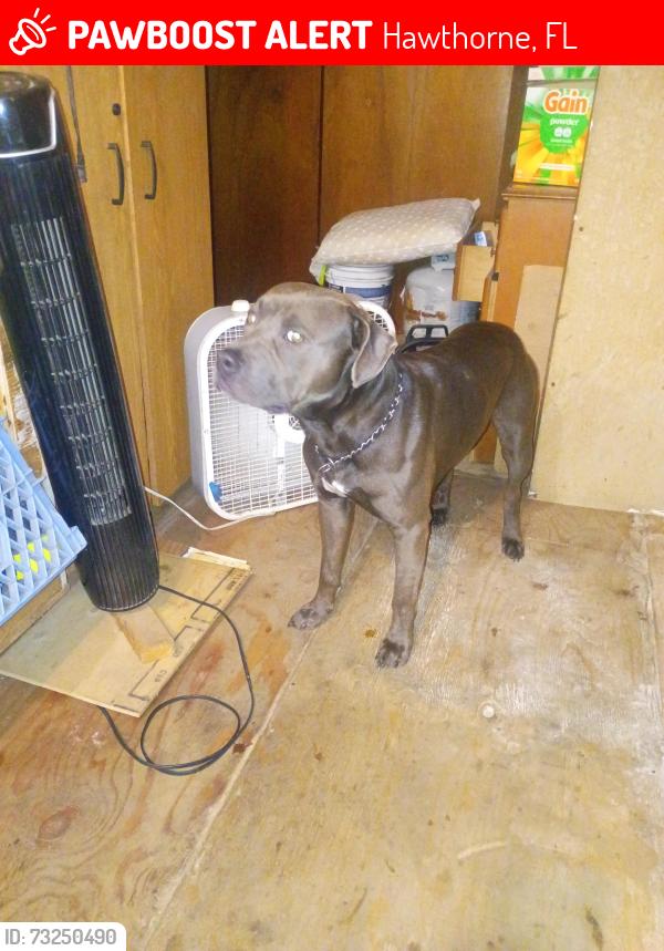Lost Male Dog last seen Grove Park/Hawthorne Area, Hawthorne, FL 32640