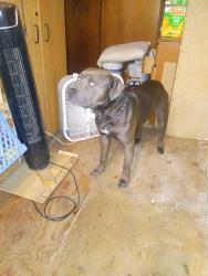 Lost Male Dog last seen Grove Park/Hawthorne Area, Hawthorne, FL 32640