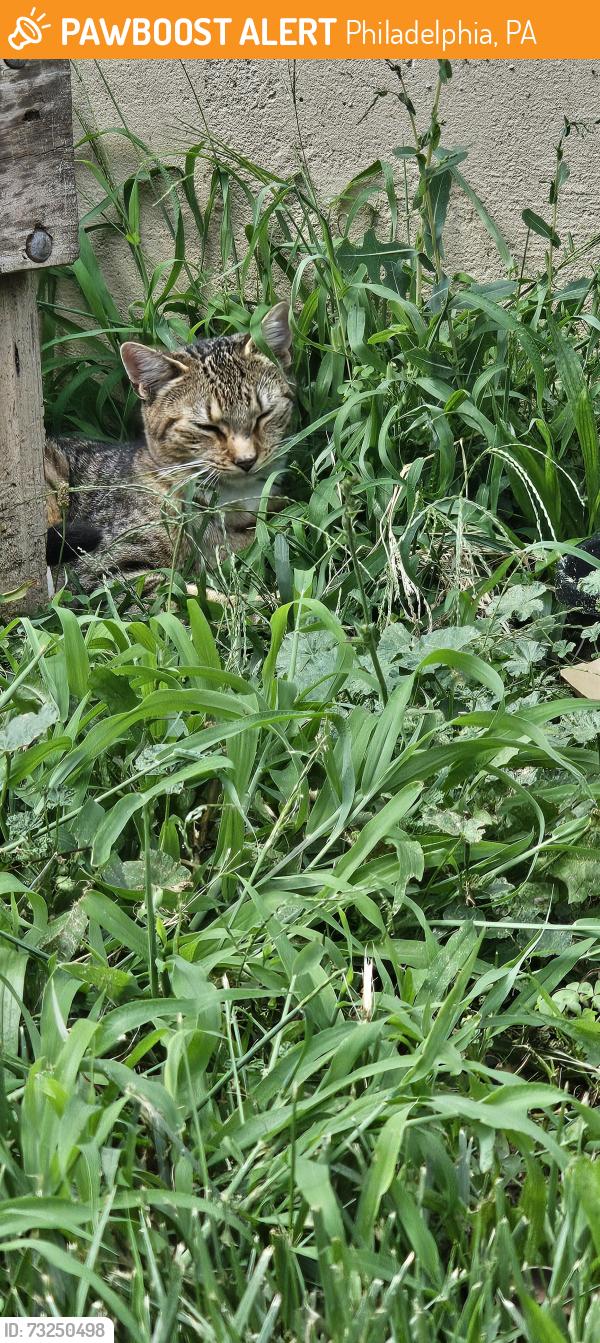 Found/Stray Unknown Cat last seen Master & 23rd, Philadelphia, PA 19121