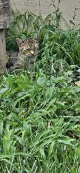 Found/Stray Unknown Cat last seen Master & 23rd, Philadelphia, PA 19121