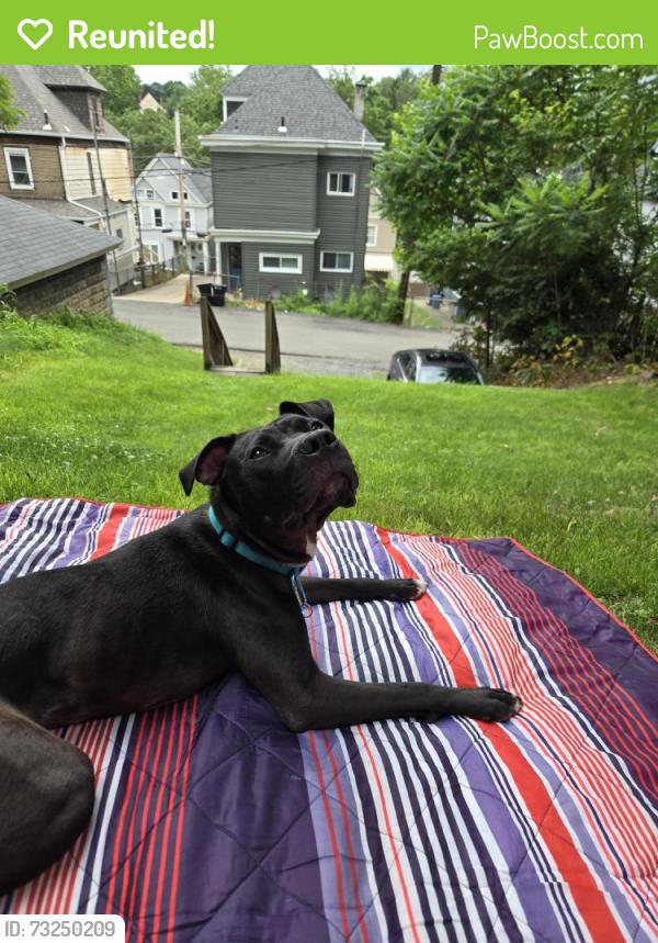 Reunited Male Dog last seen Near California Ave. PITTSBURGH, PA 15212, Pittsburgh, PA 15212