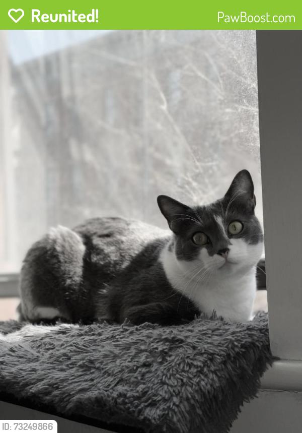 Reunited Female Cat last seen Edgecombe and West 142nd St., New York, NY 10030