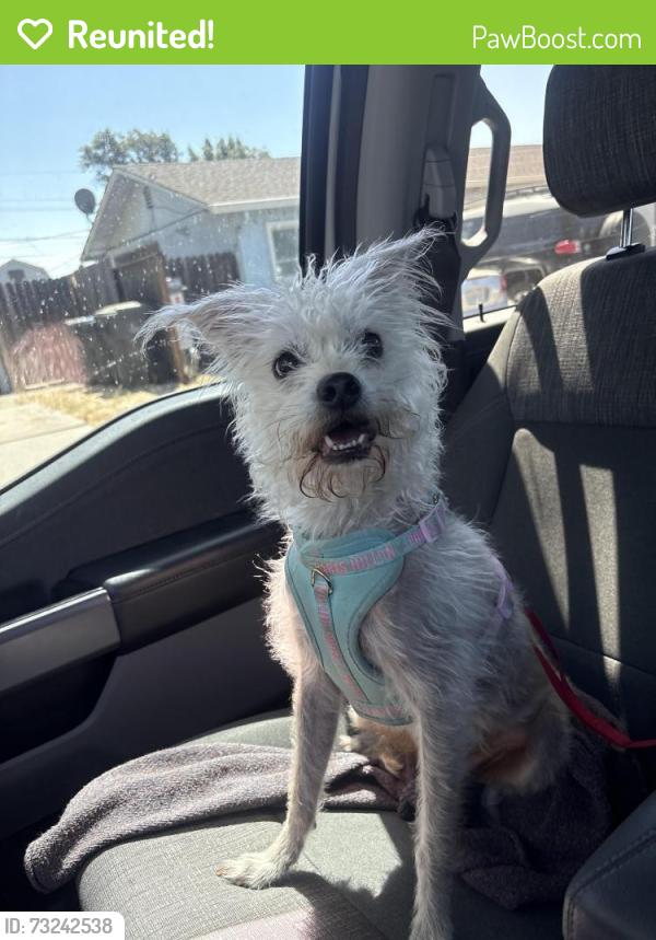 Reunited Female Dog last seen Travis blvd, Fairfield, CA 94533