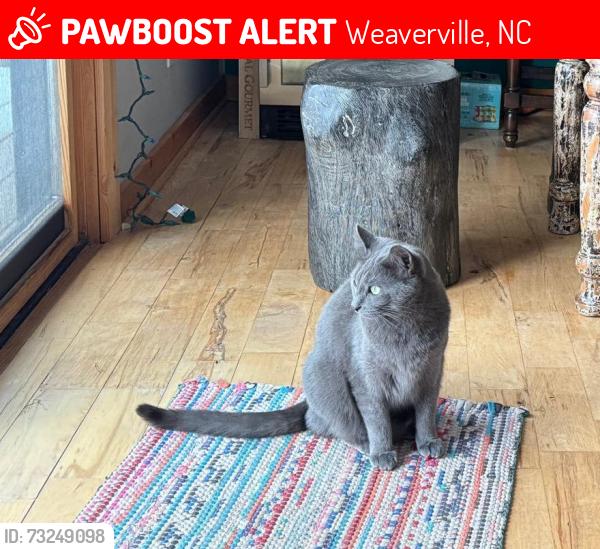 Lost Male Cat last seen Near forge Creek Lane, Weaverville, NC 28787