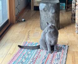 Lost Male Cat last seen Near forge Creek Lane, Weaverville, NC 28787