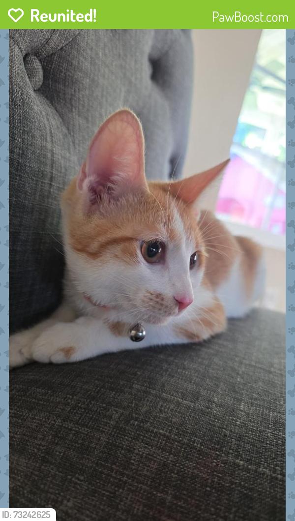 Reunited Male Cat last seen Sierra / wheeler ct, Fontana, CA 92336
