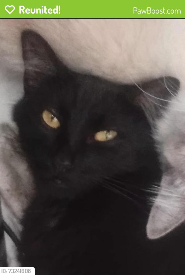 Reunited Male Cat last seen Roldão atacadista taipas, Jardim Pirituba, SP 02984-035