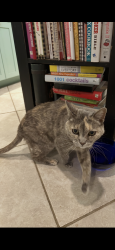 Lost Female Cat last seen Bridlewood and 2nd St, Edmond, OK 73034