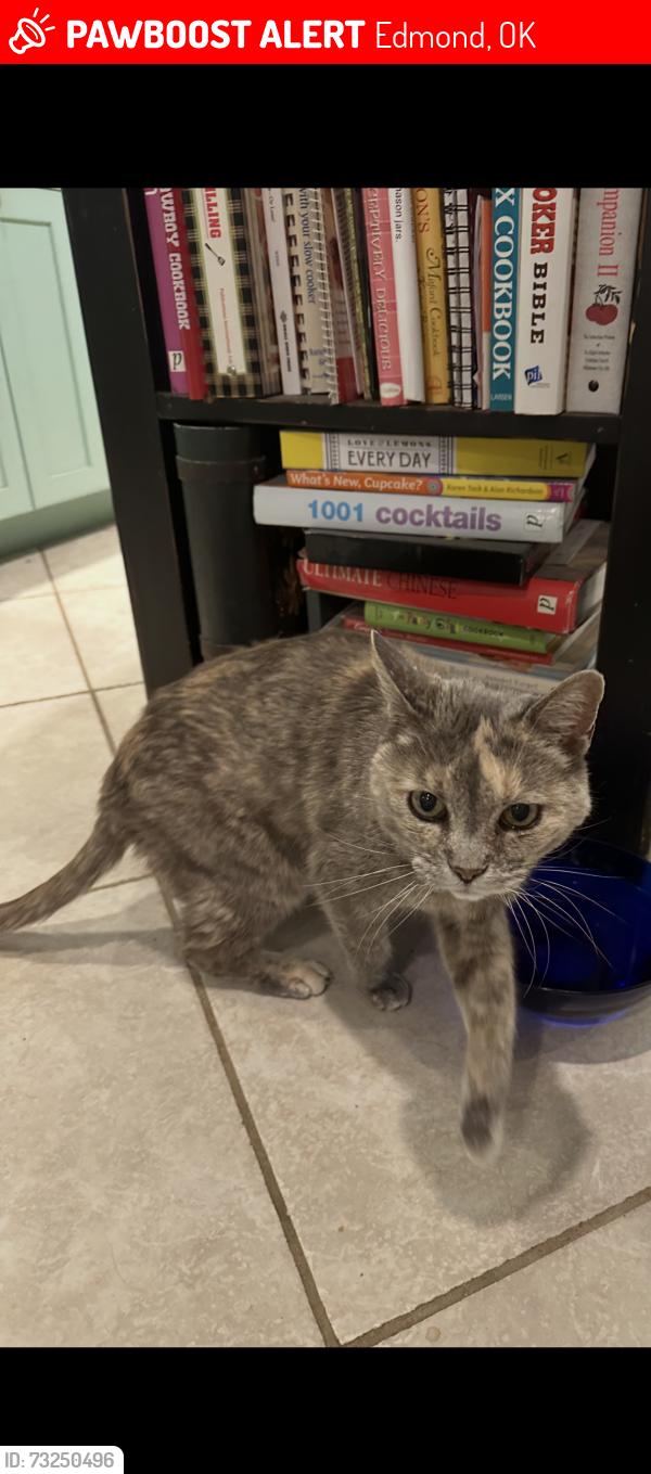 Lost Female Cat last seen Bridlewood and 2nd St, Edmond, OK 73034