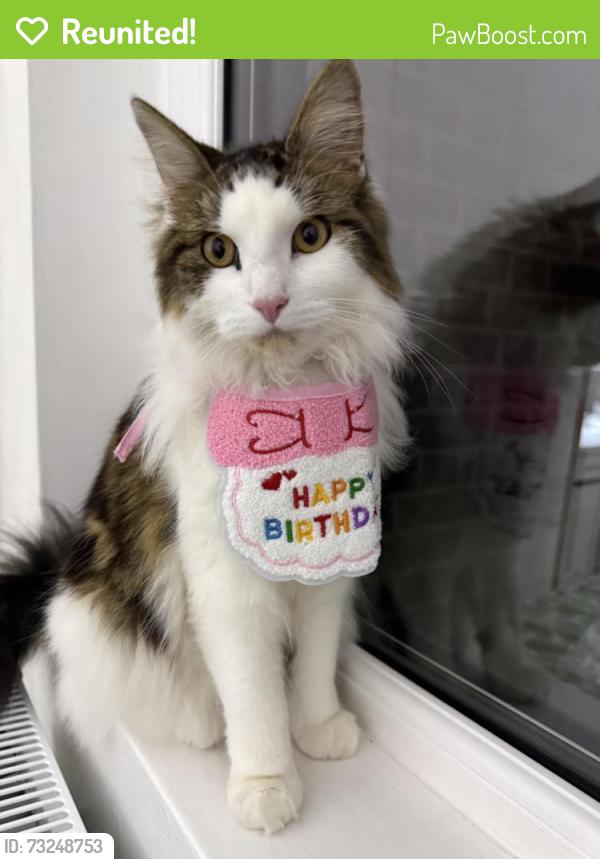 Reunited Female Cat last seen Near Medcalf road, Greater London, England EN3 6HJ