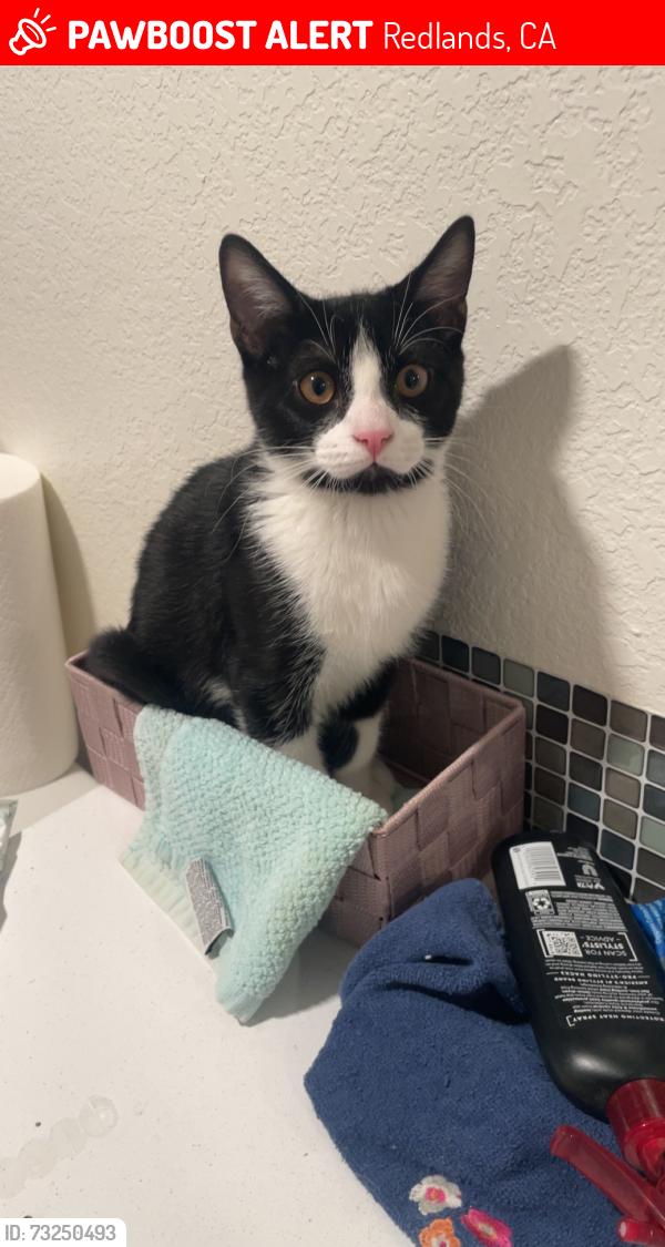 Lost Male Cat last seen Doyle Street, Redlands, Redlands, CA 92374