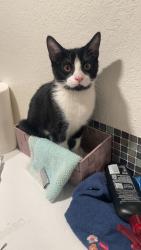 Lost Male Cat last seen Doyle Street, Redlands, Redlands, CA 92374