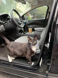 Lost Male Cat last seen Arby’s in Troutman, Troutman, NC 28166