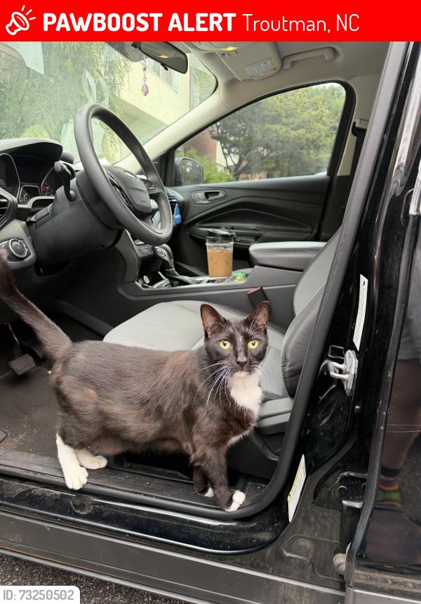 Lost Male Cat last seen Arby’s in Troutman, Troutman, NC 28166
