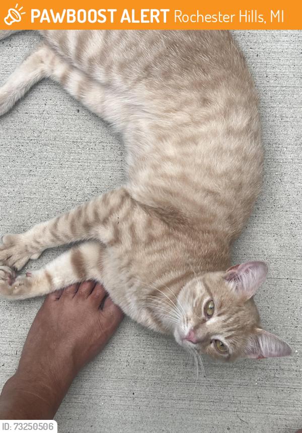 Found/Stray Male Cat last seen On N. Livernois Rd.… North of Dutton Road, Rochester Hills, MI 48307