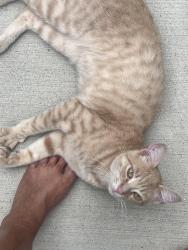 Found/Stray Male Cat last seen On N. Livernois Rd.… North of Dutton Road, Rochester Hills, MI 48307