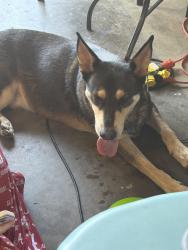 Found/Stray Male Dog last seen Plantain court and Malletwood road arlington, Arlington, TX 76002