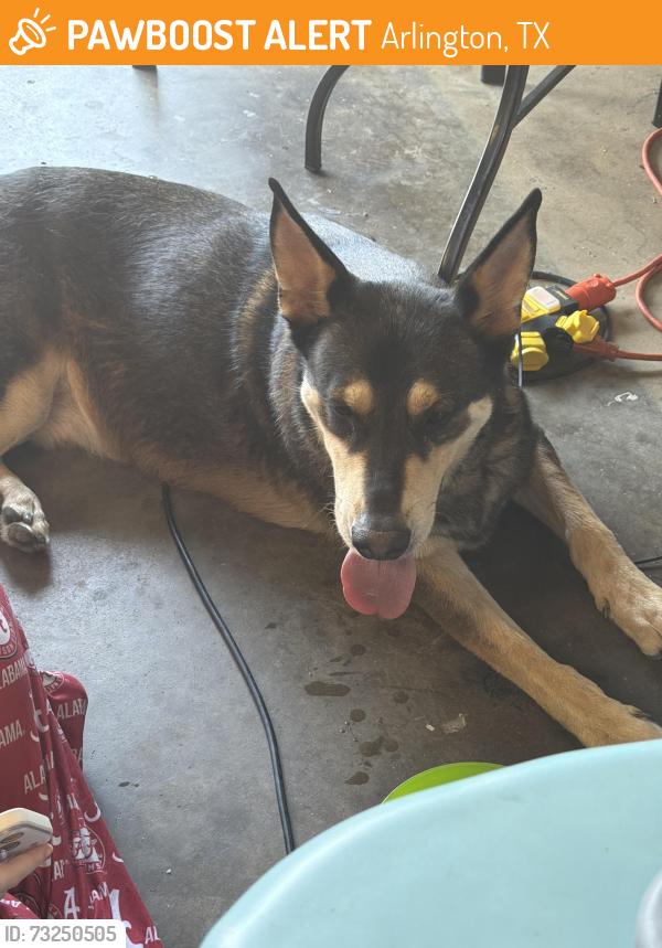 Found/Stray Male Dog last seen Plantain court and Malletwood road arlington, Arlington, TX 76002