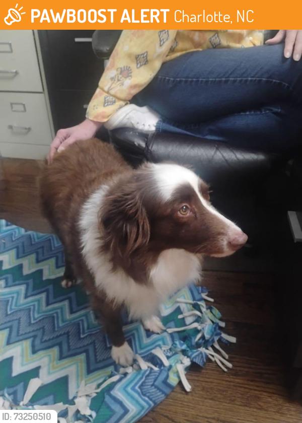 Found/Stray Female Dog last seen Cracker Barrel, Charlotte, NC 28208