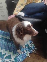 Found/Stray Female Dog last seen Cracker Barrel, Charlotte, NC 28208