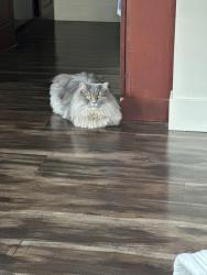 Lost Male Cat last seen Villabois piazza, Wilsonville, OR 97070