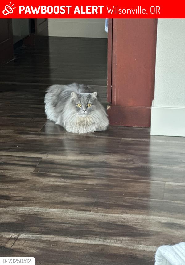Lost Male Cat last seen Villabois piazza, Wilsonville, OR 97070