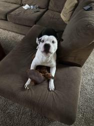 Lost Male Dog last seen Near, Southington, OH 44470