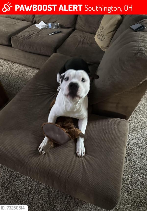Lost Male Dog last seen Near, Southington, OH 44470