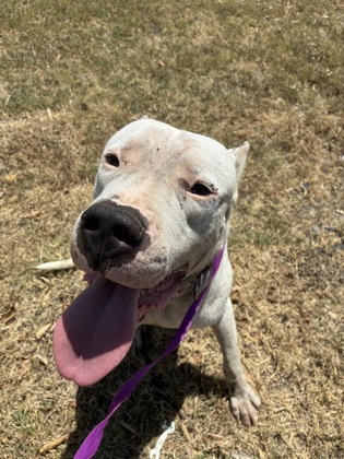 Shelter Stray Male Dog last seen Near blk Crawford- FH, FOREST HILL, TX, 3961 Bluebell Dr, Everman, TX 76140, USA