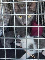 Shelter Stray Female Cat last seen Hunger apts, Cedar Hill, TX, 1150 E Pleasant Run Rd, Cedar Hill, TX 75104, USA