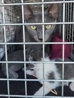 Shelter Stray Female Cat last seen Hunger apts, Cedar Hill, TX, 1150 E Pleasant Run Rd, Cedar Hill, TX 75104, USA