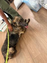 Shelter Stray Female Dog last seen Hollywood Rd and Johnson Rd NW, Atlanta, GA, 1251 Fulton Industrial Blvd NW, Atlanta, GA 30336, USA