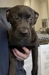 Shelter Stray Female Dog last seen Near Cascade Rd SW, Atlanta, GA, 1251 Fulton Industrial Blvd NW, Atlanta, GA 30336, USA