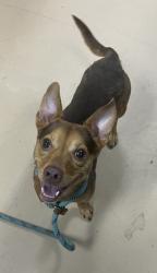 Shelter Stray Male Dog last seen Near Chupp Road 21103 Lithonia, 30058, 30058, GA, 3280 Chamblee Dunwoody Rd, Chamblee, GA 30341, USA