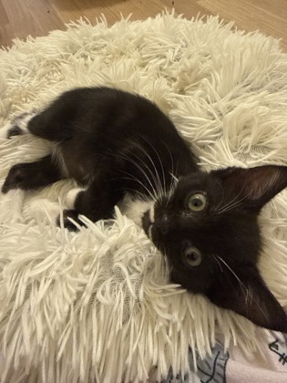 Shelter Stray Female Cat last seen Near Peachtree Rd, 30341, GA, 3280 Chamblee Dunwoody Rd, Chamblee, GA 30341, USA