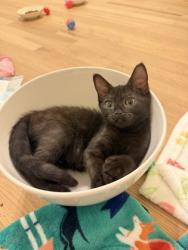 Shelter Stray Female Cat last seen Near Oak Ct Tucker Georgia 30084, 30084, GA, 3280 Chamblee Dunwoody Rd, Chamblee, GA 30341, USA