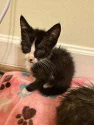 Shelter Stray Male Cat last seen Near Oak Ct Tucker Georgia 30084, 30084, GA, 3280 Chamblee Dunwoody Rd, Chamblee, GA 30341, USA