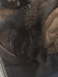 Shelter Stray Male Cat last seen Near N Indian Creek Dr, Clarkston, GA 30021, 30021, GA, 3280 Chamblee Dunwoody Rd, Chamblee, GA 30341, USA