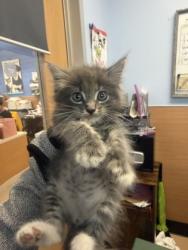 Shelter Stray Male Cat last seen Near Buford Hwy NE, 30345, GA, 3280 Chamblee Dunwoody Rd, Chamblee, GA 30341, USA