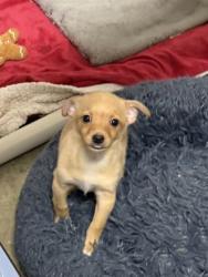 Shelter Stray Male Dog last seen Near Folsom Blvd, Rancho Cordova, CA, 6201 Florin Perkins Rd, Sacramento, CA 95828, USA