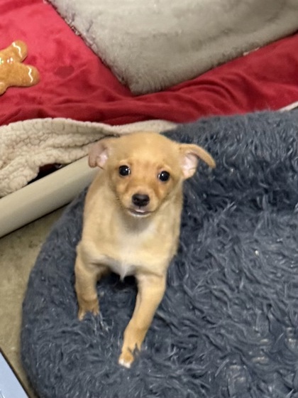 Shelter Stray Male Dog last seen Near Folsom Blvd, Rancho Cordova, CA, 6201 Florin Perkins Rd, Sacramento, CA 95828, USA