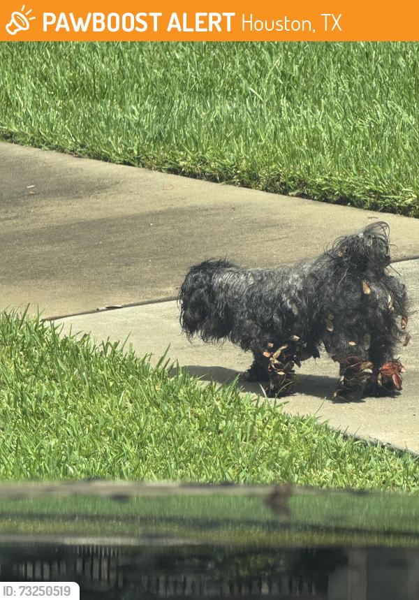 Found/Stray Unknown Dog last seen Kirby and Braeswood, Houston, TX 77030