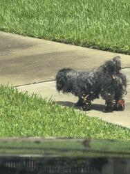 Found/Stray Unknown Dog last seen Kirby and Braeswood, Houston, TX 77030