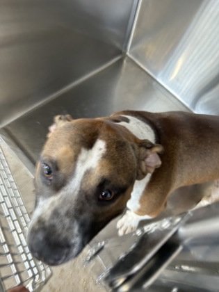 Shelter Stray Male Dog last seen Near LAS VEGAS TRL APT 102, District 13 - Tarrant County, TX, 355 Hillshire Dr, Haslet, TX 76052, USA