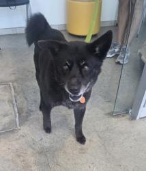 Shelter Stray Female Dog last seen , , TX, 355 Hillshire Dr, Haslet, TX 76052, USA