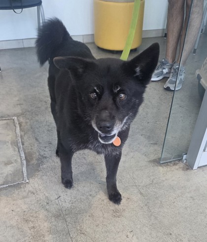 Shelter Stray Female Dog last seen , , TX, 355 Hillshire Dr, Haslet, TX 76052, USA