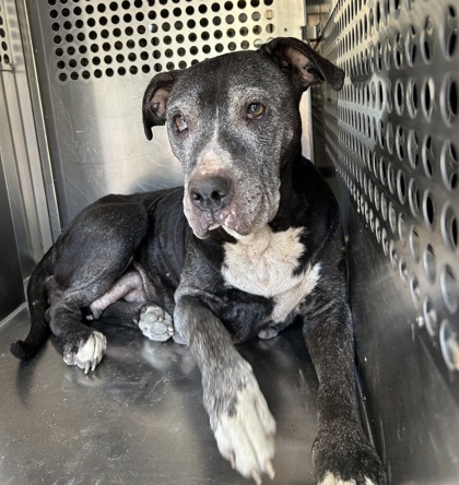 Shelter Stray Female Dog last seen Near Ave H, East District, TX, 355 Hillshire Dr, Haslet, TX 76052, USA