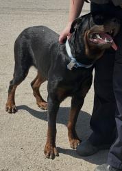 Shelter Stray Male Dog last seen Near E Morningside Dr, Central District, TX, 355 Hillshire Dr, Haslet, TX 76052, USA